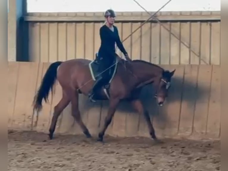 Koń achał-tekiński Wałach 16 lat 165 cm Jasnogniada in Alpen