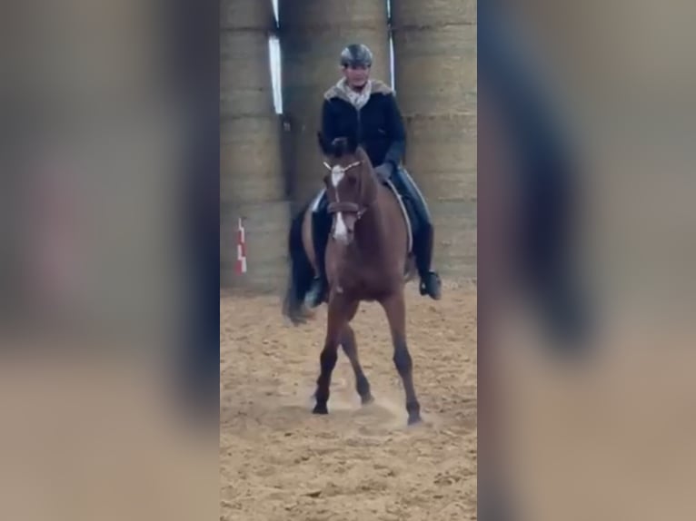 Koń achał-tekiński Wałach 16 lat 165 cm Jasnogniada in Alpen