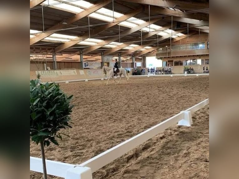 Koń achał-tekiński Wałach 19 lat 160 cm Cremello in St. Valentin