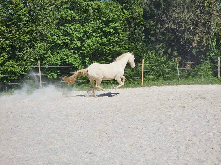Koń achał-tekiński Wałach 19 lat 160 cm Cremello in St. Valentin