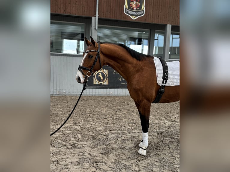 Koń achał-tekiński Wałach 4 lat 165 cm Gniada in Ovelgönne