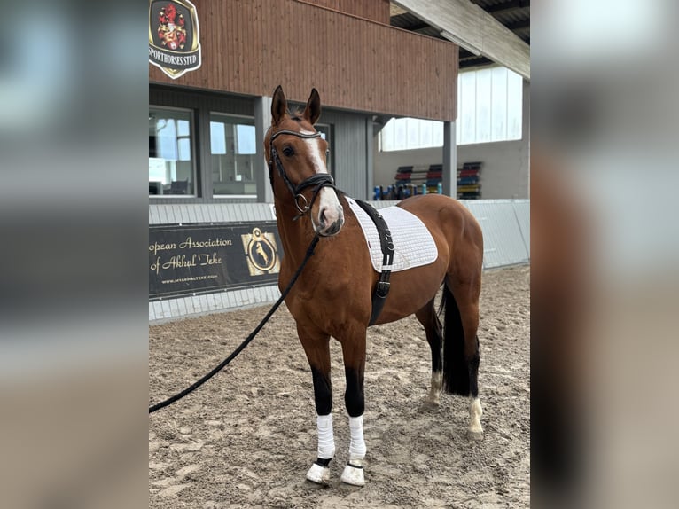 Koń achał-tekiński Wałach 4 lat 165 cm Gniada in Ovelgönne