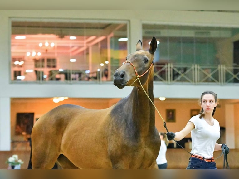 Koń achał-tekiński Klacz 11 lat 164 cm Bułana in Zagórów
