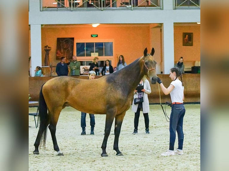 Koń achał-tekiński Klacz 11 lat 164 cm Bułana in Zagórów