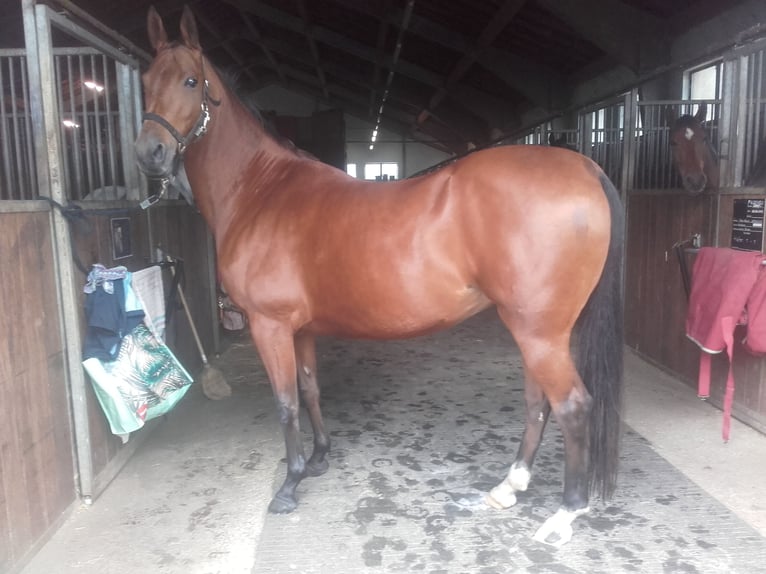 Koń achał-tekiński Klacz 15 lat 155 cm Gniada in Brunnthal