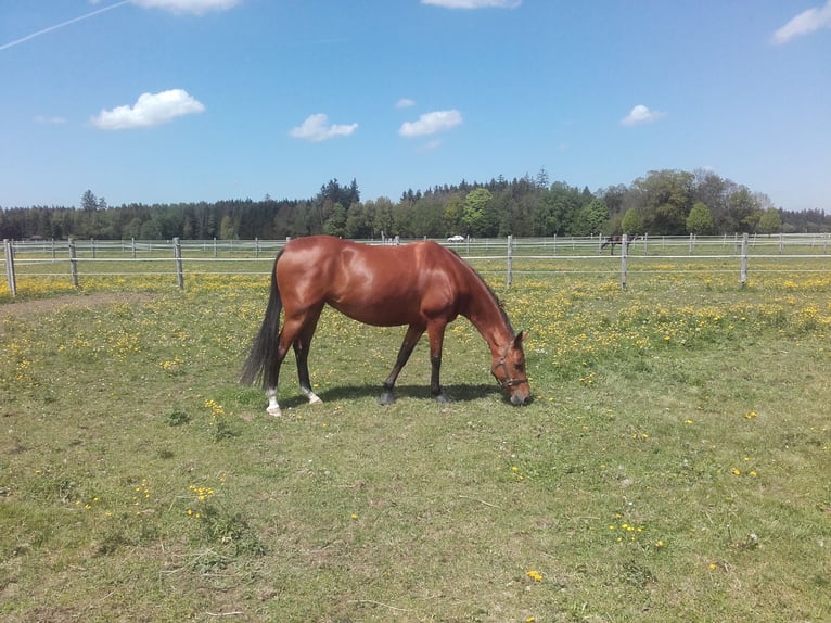 Koń achał-tekiński Klacz 15 lat 155 cm Gniada in Brunnthal