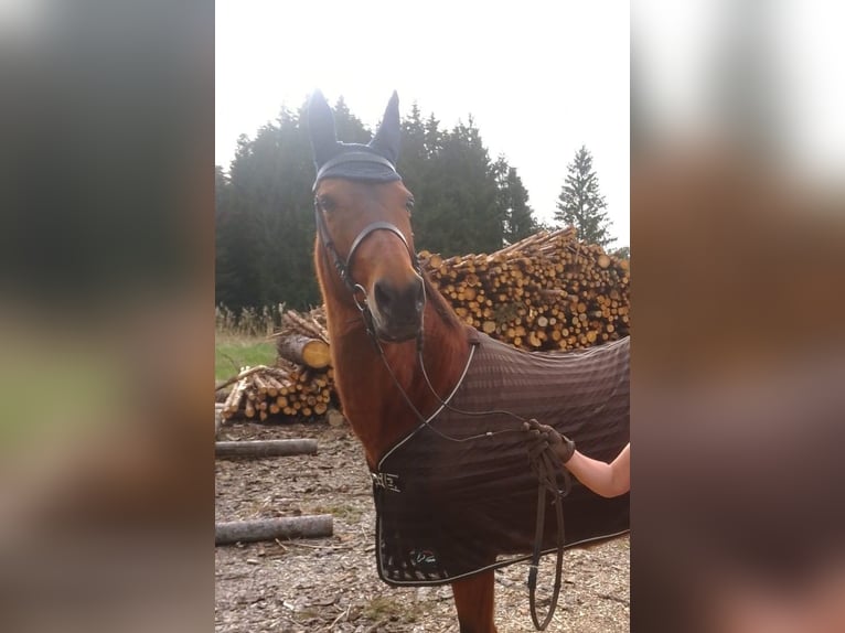 Koń achał-tekiński Klacz 15 lat 155 cm Gniada in Brunnthal