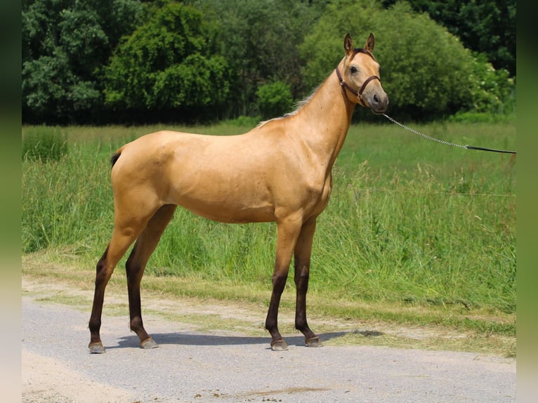 Koń achał-tekiński Klacz 4 lat 150 cm Jelenia in Kisbér