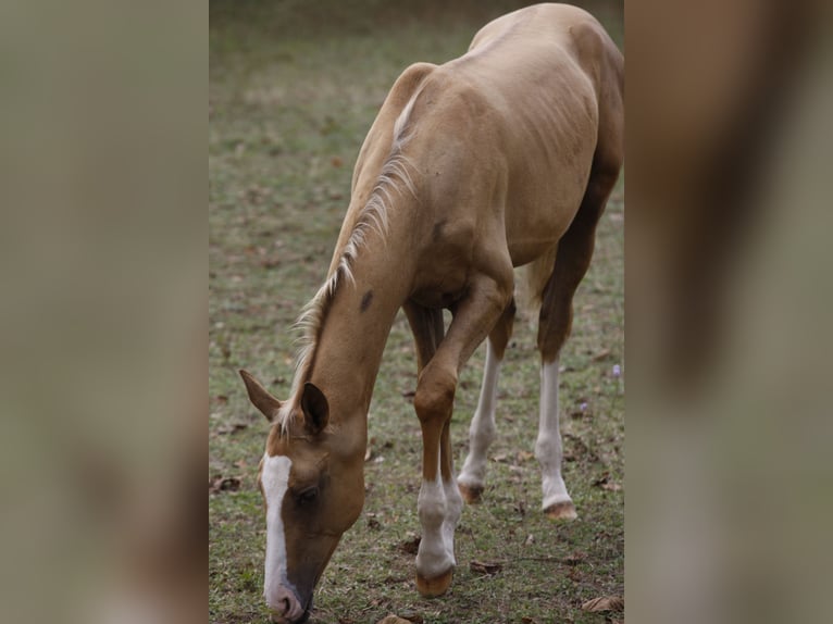 Koń achał-tekiński Ogier 1 Rok Cremello in verteillac