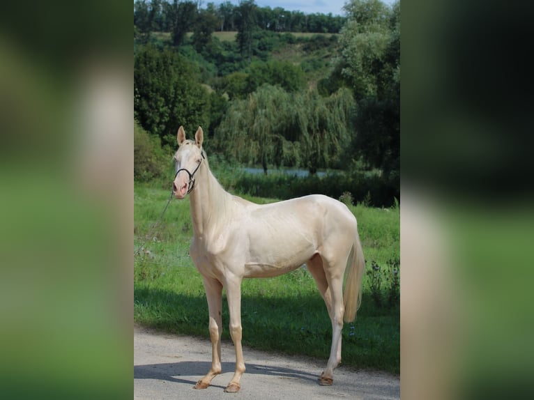 Koń achał-tekiński Ogier 3 lat 148 cm Cremello in Kisbér