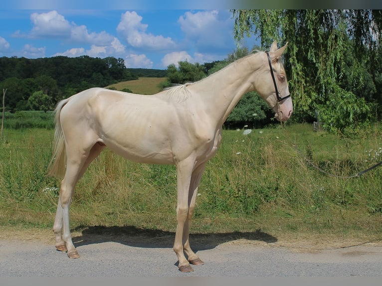 Koń achał-tekiński Ogier 3 lat 148 cm Cremello in Kisbér