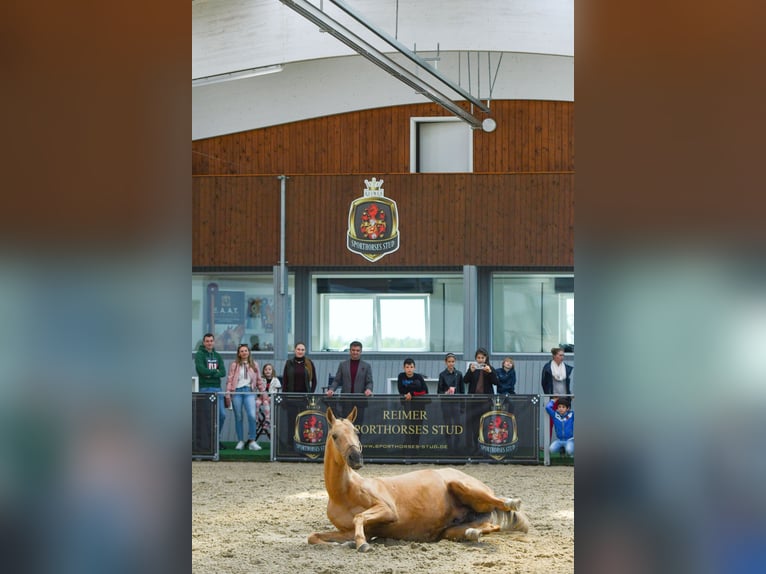 Koń achał-tekiński Ogier 3 lat Bułana in Ovelgönne