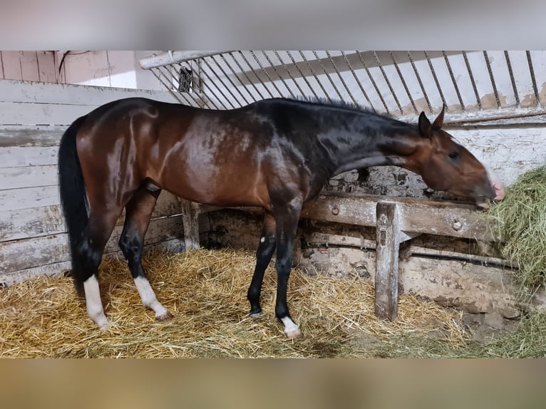 Koń achał-tekiński Ogier 4 lat 162 cm Skarogniada in Val de Bride