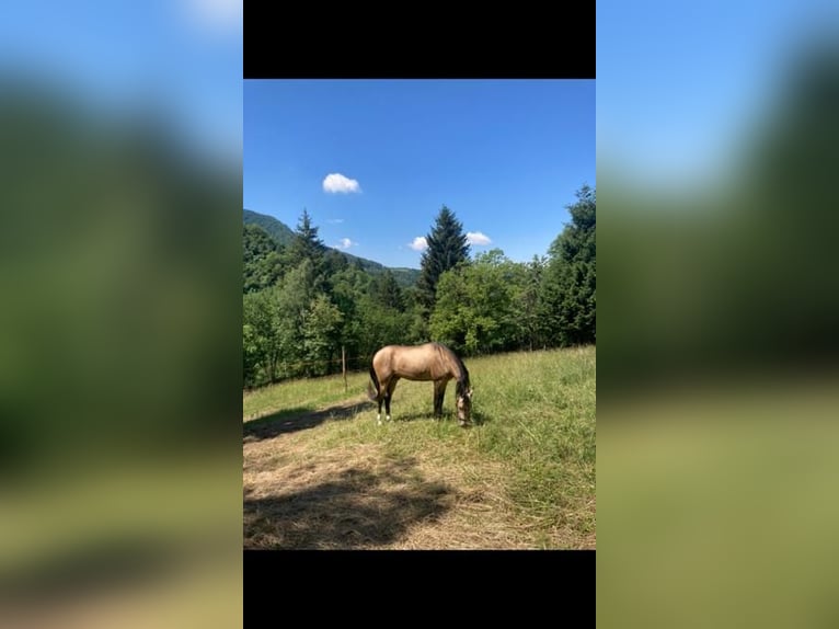 Koń achał-tekiński Ogier 6 lat 152 cm Jelenia in LevegoBelluno