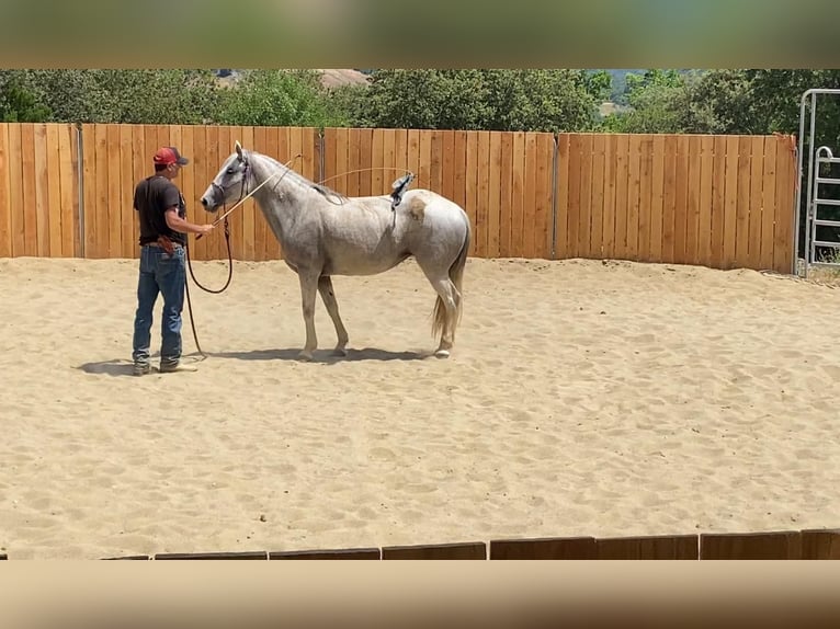 Koń andaluzyjski Mix Klacz 10 lat 150 cm Siwa in Zerf
