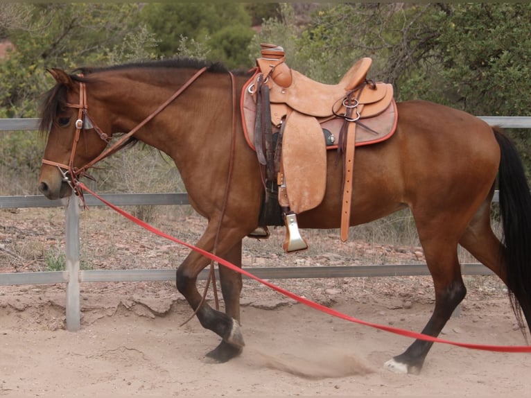 Koń andaluzyjski Mix Klacz 10 lat 155 cm Gniada in Valencia