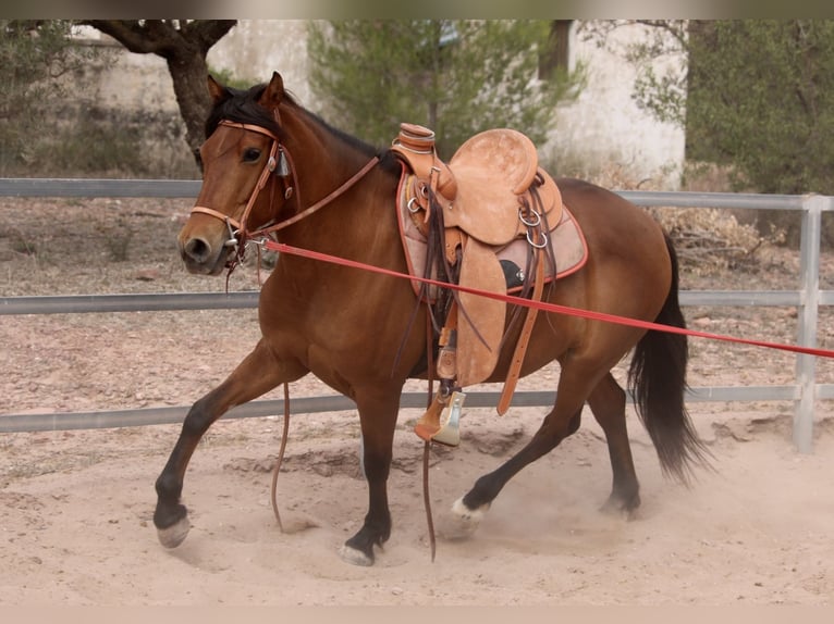Koń andaluzyjski Mix Klacz 10 lat 155 cm Gniada in Valencia