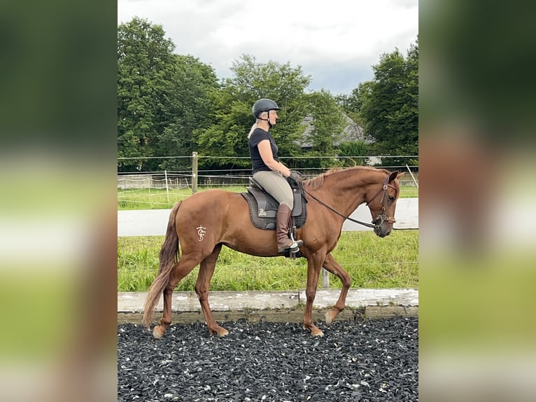 Koń andaluzyjski Mix Klacz 10 lat 158 cm Kasztanowata in MünsingenMünsingen