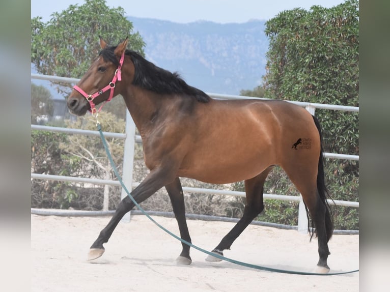 Koń andaluzyjski Klacz 10 lat 160 cm Gniada in Mallorca