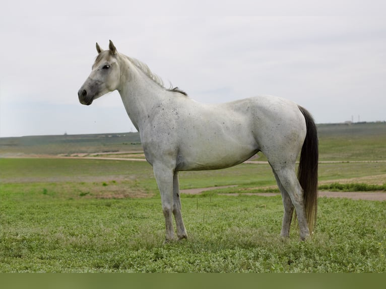 Koń andaluzyjski Klacz 11 lat 155 cm Siwa in Fort Collins, CO