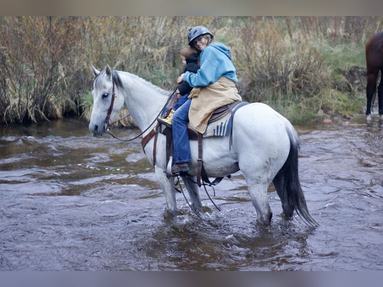 Koń andaluzyjski Klacz 11 lat 155 cm Siwa in Fort Collins, CO