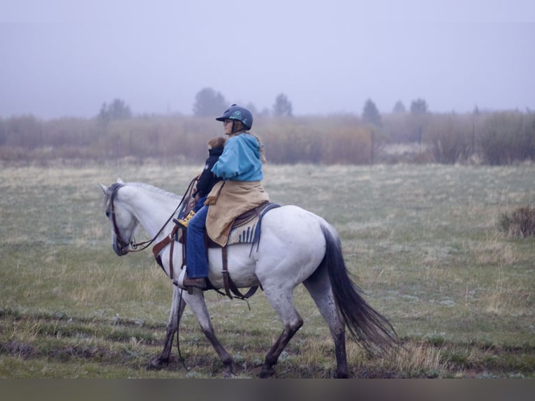 Koń andaluzyjski Klacz 11 lat 155 cm Siwa in Fort Collins, CO