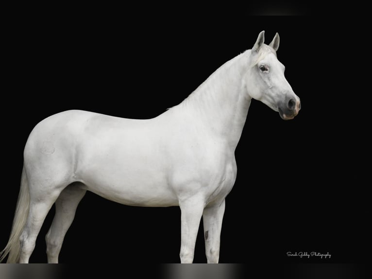 Koń andaluzyjski Klacz 11 lat 157 cm Biała in Oelwein, IA