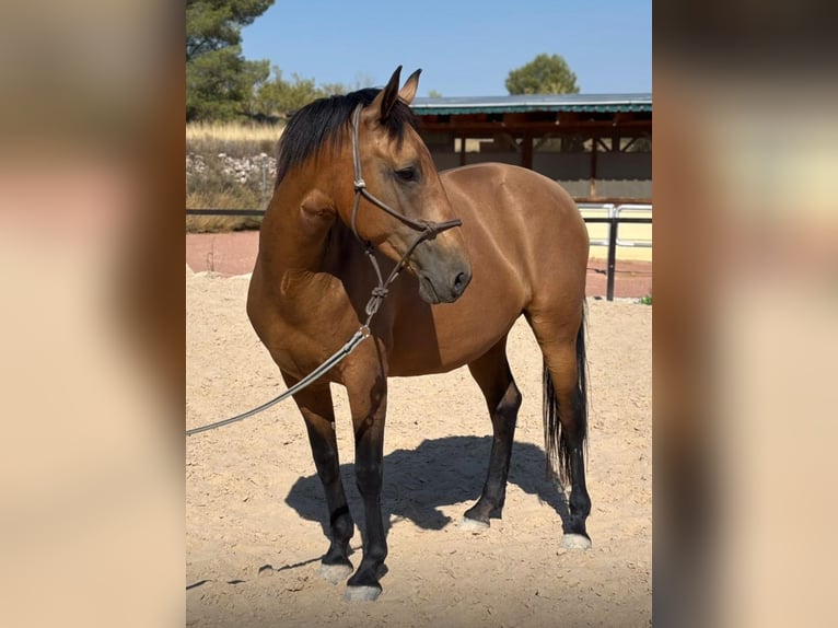 Koń andaluzyjski Klacz 11 lat 160 cm Gniada in Martfeld Koń andaluzyjski Klacz 11 lat 160 cm Gniada in Martfeld