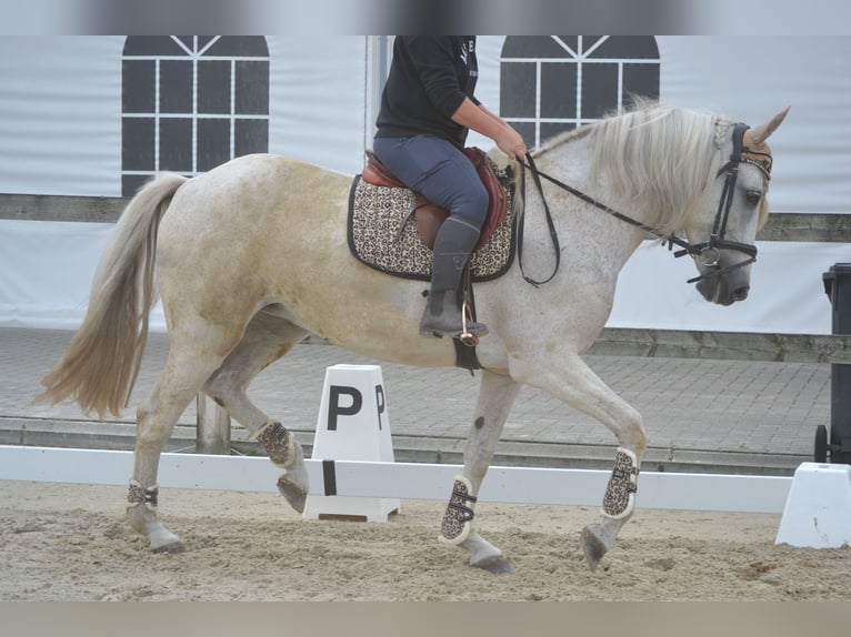 Koń andaluzyjski Klacz 11 lat 160 cm Siwa in Breda