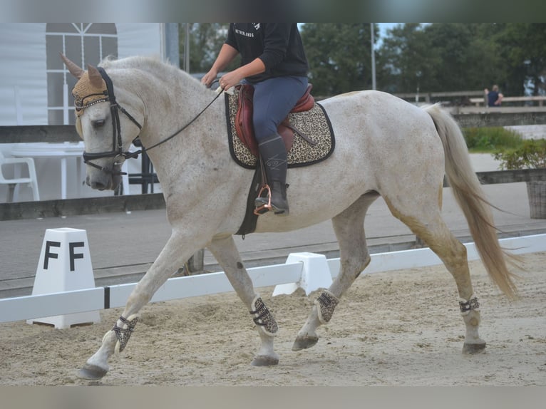 Koń andaluzyjski Klacz 11 lat 160 cm Siwa in Breda