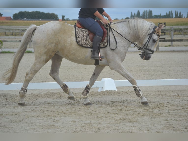 Koń andaluzyjski Klacz 11 lat 160 cm Siwa in Breda