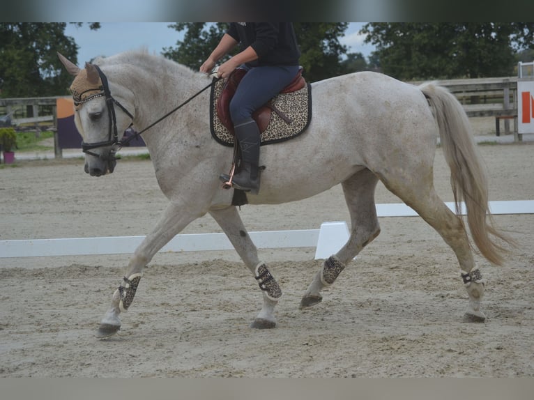 Koń andaluzyjski Klacz 11 lat 160 cm Siwa in Breda