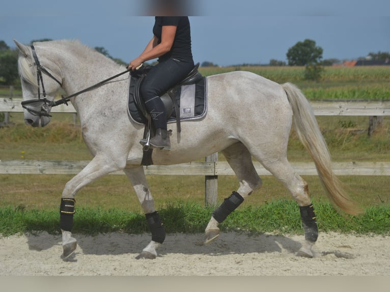 Koń andaluzyjski Klacz 11 lat 160 cm Siwa in Breda