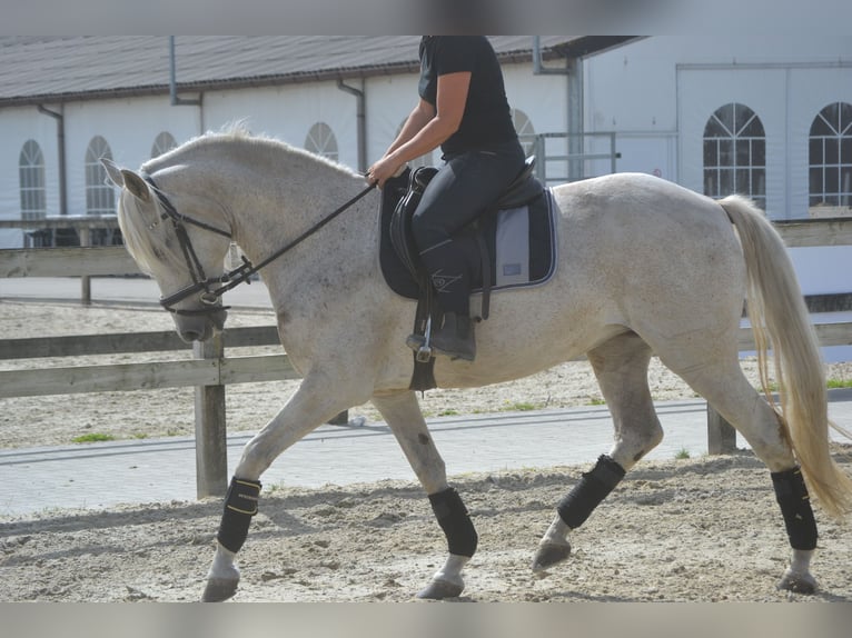 Koń andaluzyjski Klacz 11 lat 160 cm Siwa in Breda