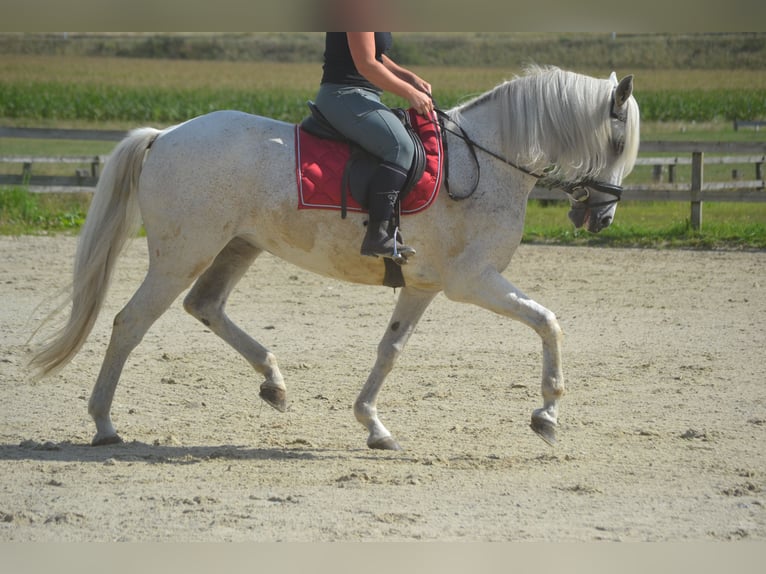Koń andaluzyjski Klacz 11 lat 160 cm Siwa in Breda