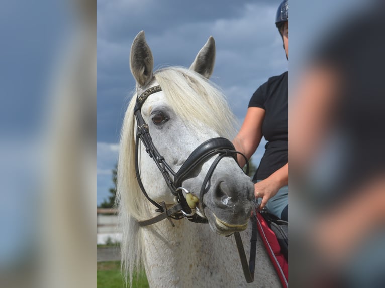 Koń andaluzyjski Klacz 11 lat 160 cm Siwa in Breda
