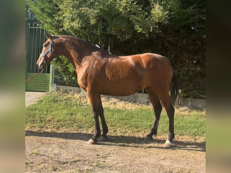 Koń andaluzyjski Klacz 11 lat 166 cm Gniada in Valladolid