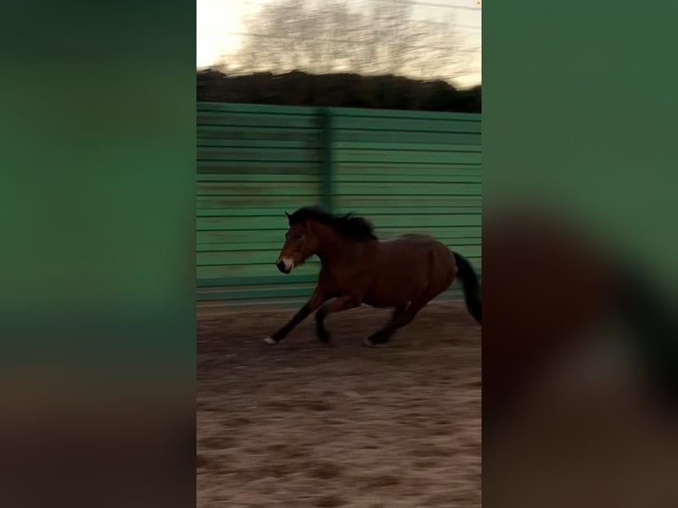 Koń andaluzyjski Mix Klacz 12 lat 145 cm Gniada in Langenfeld