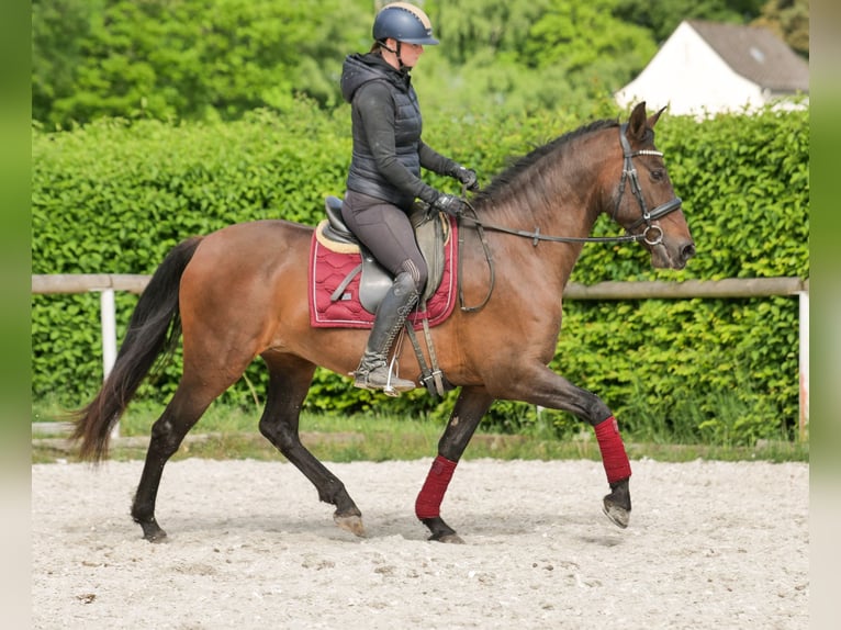 Koń andaluzyjski Klacz 12 lat 150 cm Gniada in Neustadt (Wied)