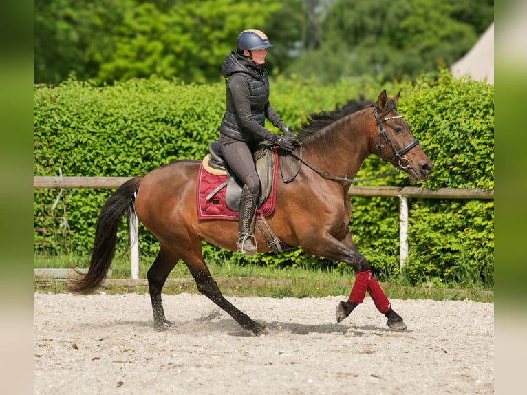 Koń andaluzyjski Klacz 12 lat 150 cm Gniada in Neustadt (Wied)