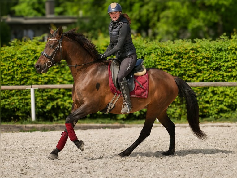 Koń andaluzyjski Klacz 12 lat 150 cm Gniada in Neustadt (Wied)