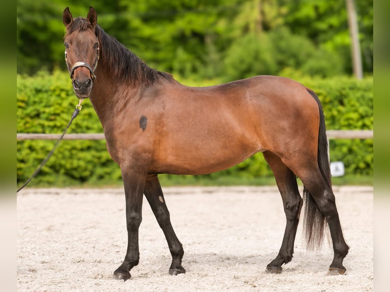 Koń andaluzyjski Klacz 12 lat 150 cm Gniada in Neustadt (Wied)