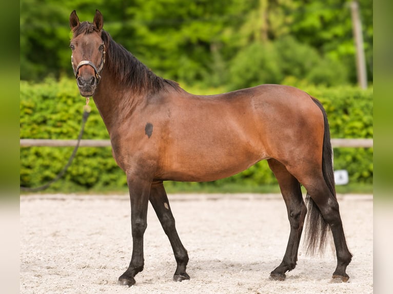 Koń andaluzyjski Klacz 12 lat 150 cm Gniada in Neustadt (Wied)