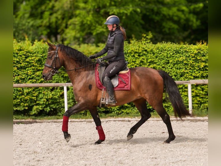 Koń andaluzyjski Klacz 12 lat 150 cm Gniada in Neustadt (Wied)