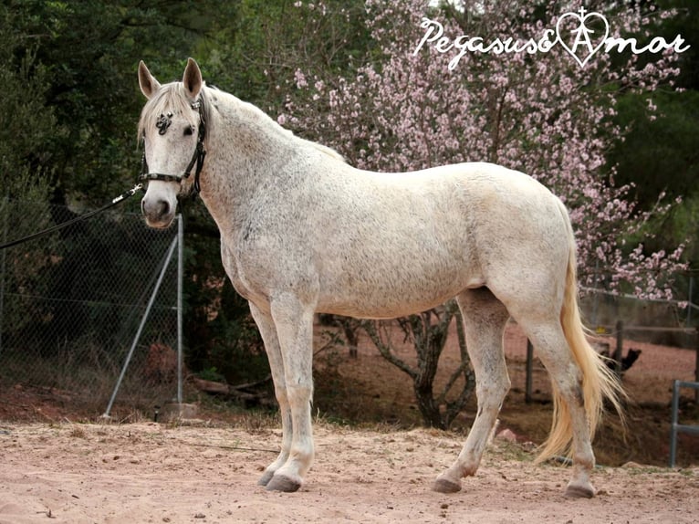 Koń andaluzyjski Klacz 12 lat 156 cm Siwa in Valencia
