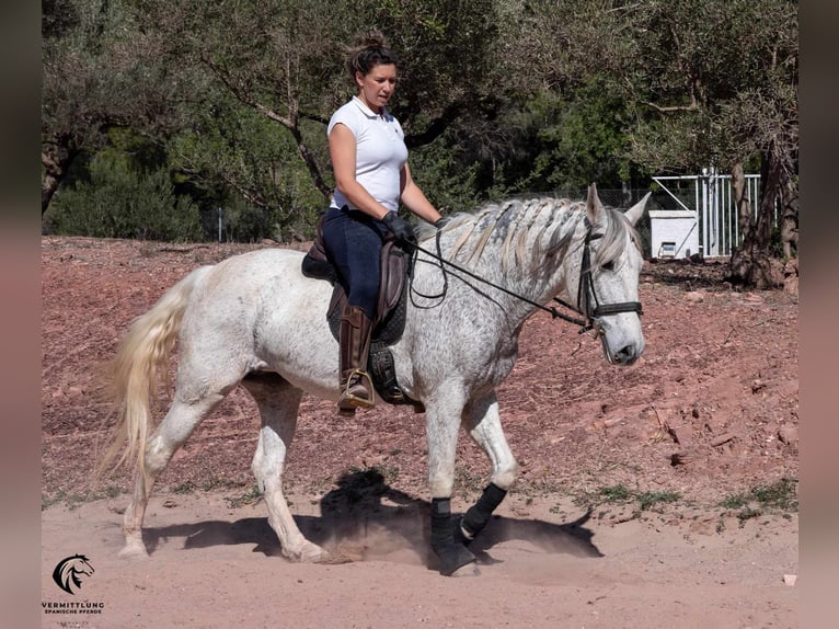 Koń andaluzyjski Klacz 12 lat 156 cm Siwa in Valencia