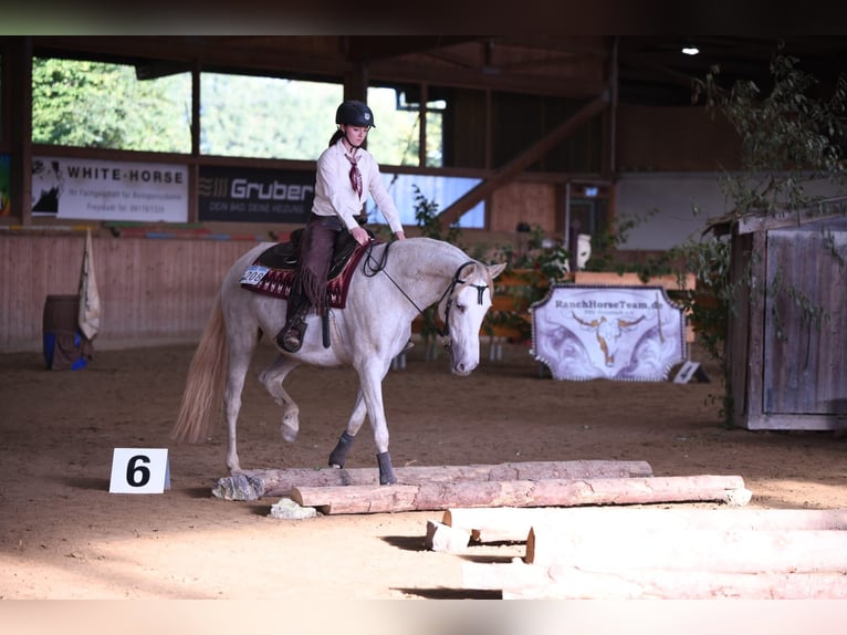 Koń andaluzyjski Klacz 12 lat 157 cm Perlino in Kasendorf