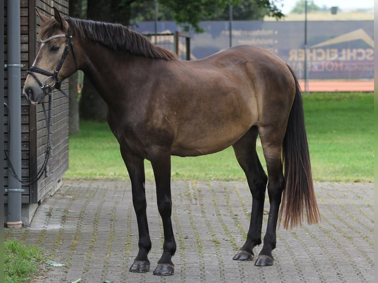 Koń andaluzyjski Mix Klacz 12 lat 159 cm Jelenia in Schwäbisch Gmünd