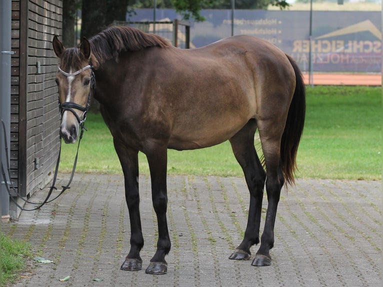 Koń andaluzyjski Mix Klacz 12 lat 159 cm Jelenia in Schwäbisch Gmünd