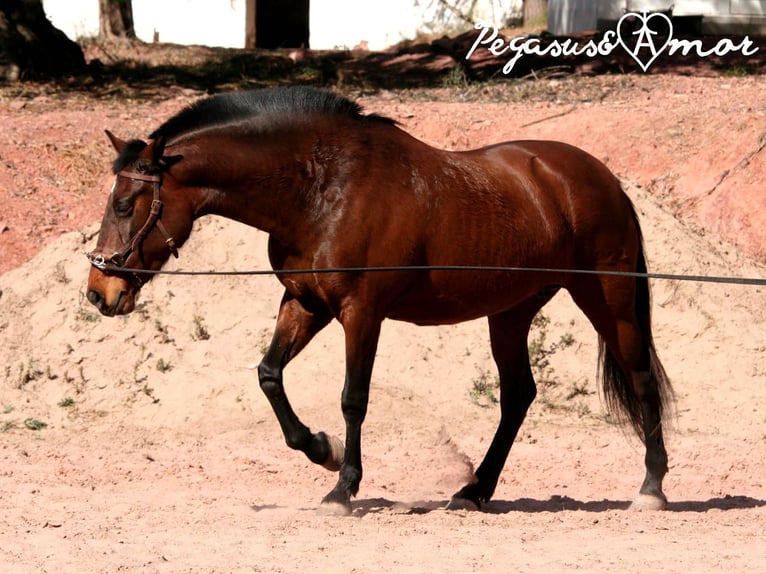 Koń andaluzyjski Klacz 12 lat 162 cm Gniada in Valencia